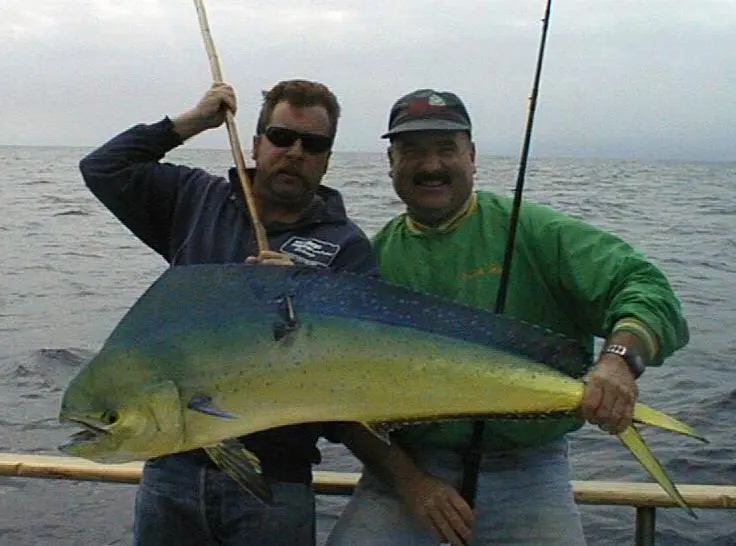 bigdorado