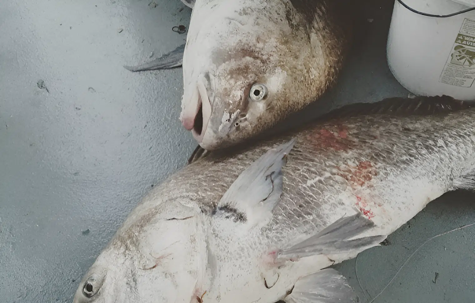 drumfish-gallery-tour-012