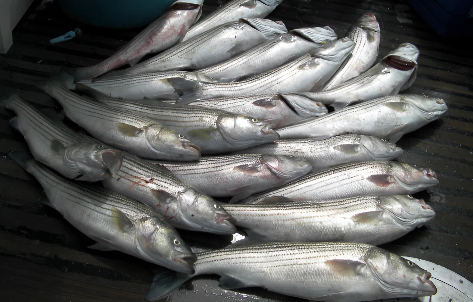 stripedbass-tour-000