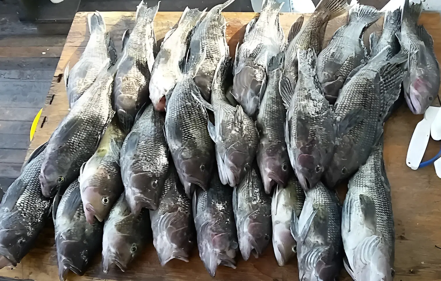 wreck-special-gallery-tour-000